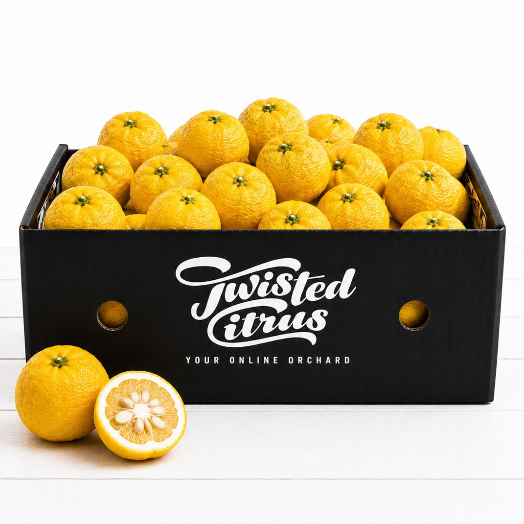 Buy Yuzu Online NZ - Twisted Citrus